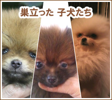 巣立った子犬たち