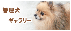 管理犬ギャラリー